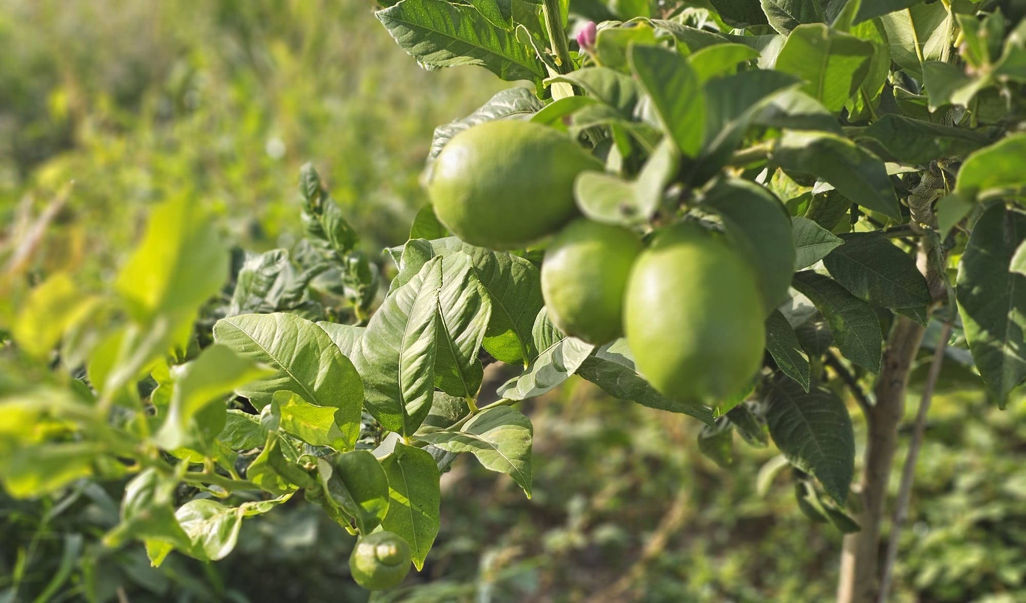 Cooperativa La Familia